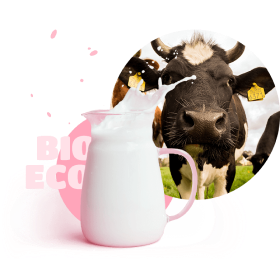 Cow-picture